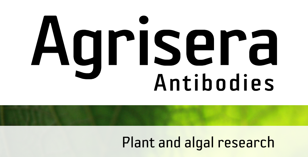 Agrisera MicroRNA相關(guān)研究植物蛋白抗體火熱促銷中！